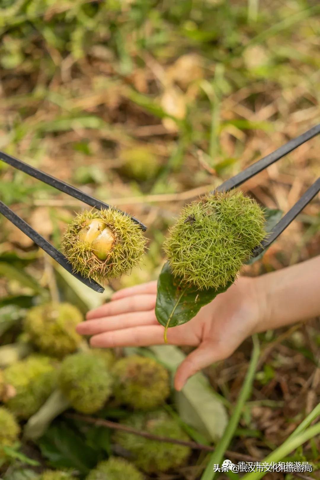 板栗葡萄采摘园,板栗桠葡萄采摘园