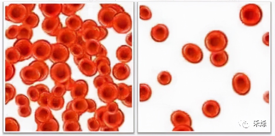 宠物贫血的原因有哪些,宠物严重贫血