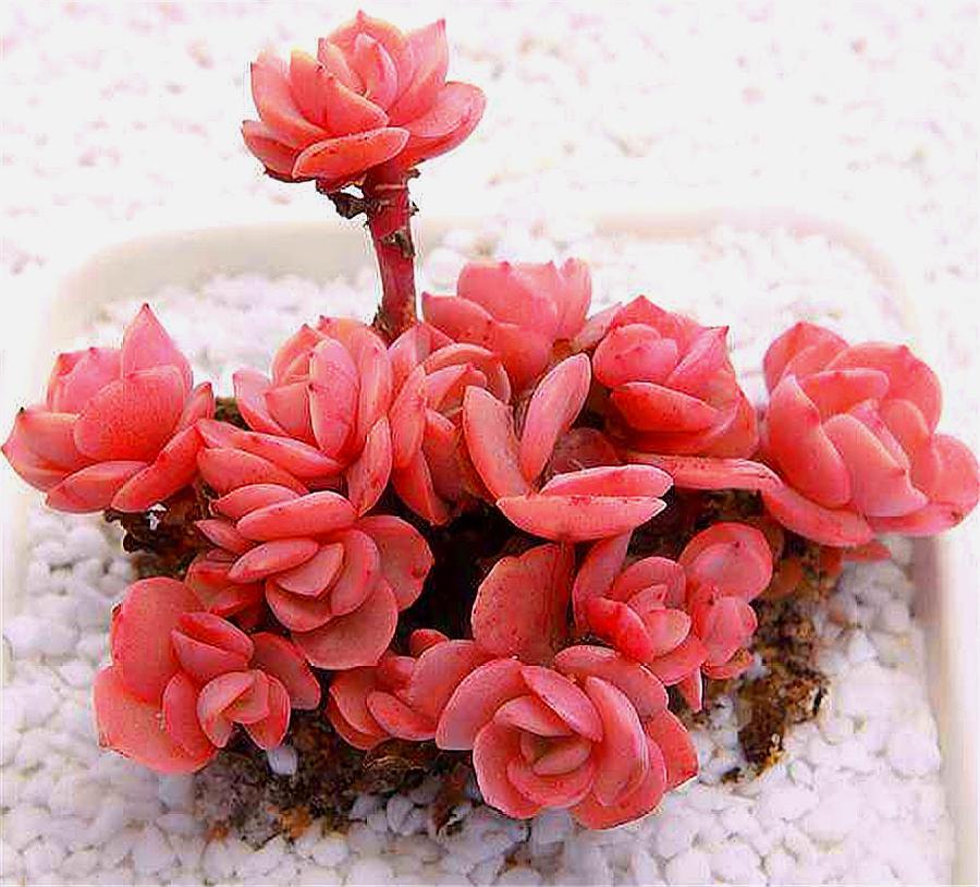 大叶子秀妍叶子徒长怎么办,多肉秀妍叶子一半枯萎