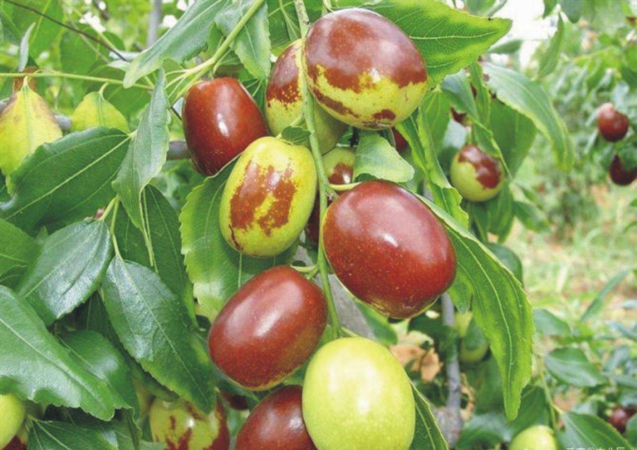 千年古县赞皇,赞皇贡枣图片