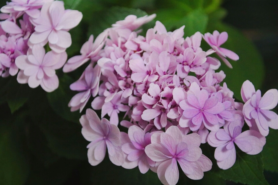 我养的花有点叶子不绿了怎么办,绣球的花苞枯萎怎么办修剪