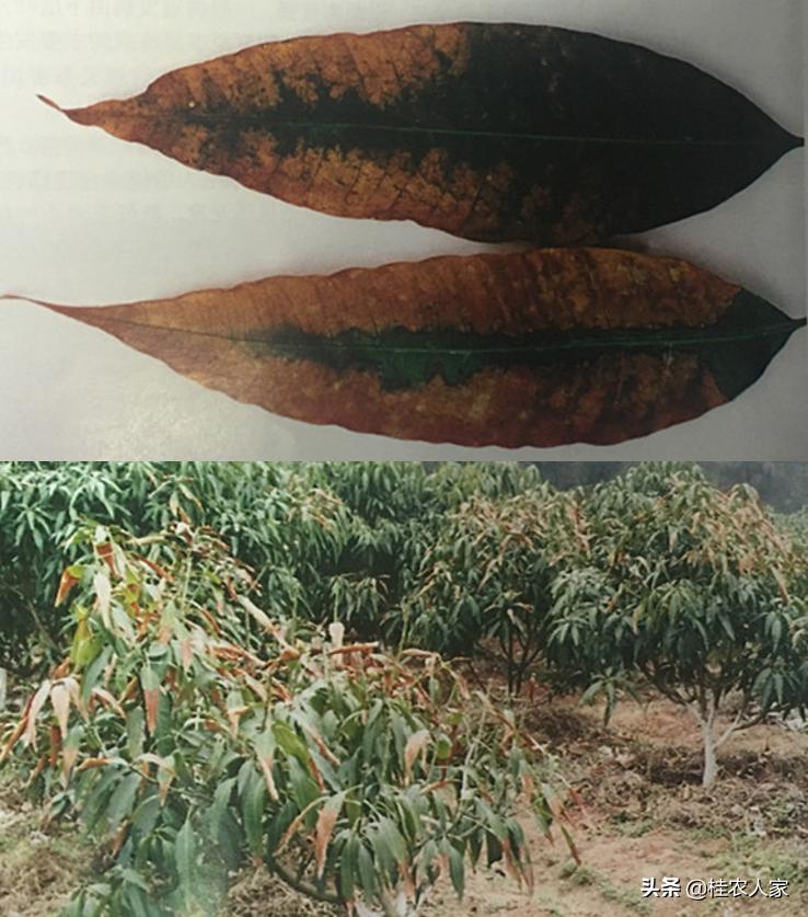 为了解决种植芒果朋友遇上的难题，马上做出芒果病害解决方案