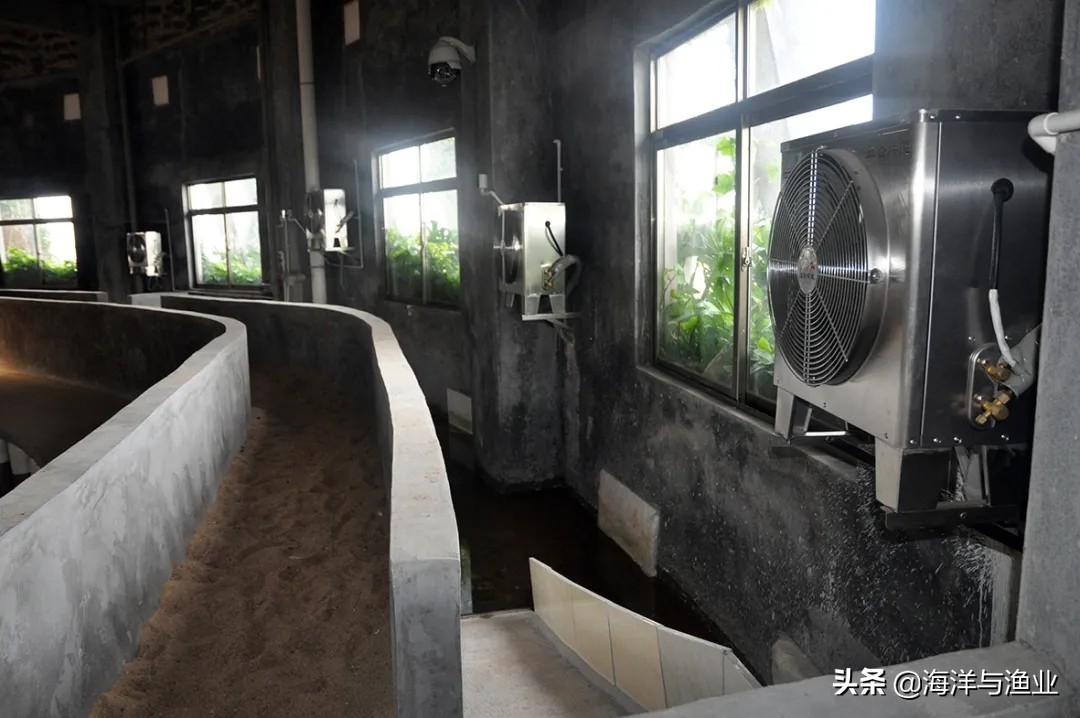 杨村金钱龟养殖基地,惠州李艺金钱龟生态园生意好吗