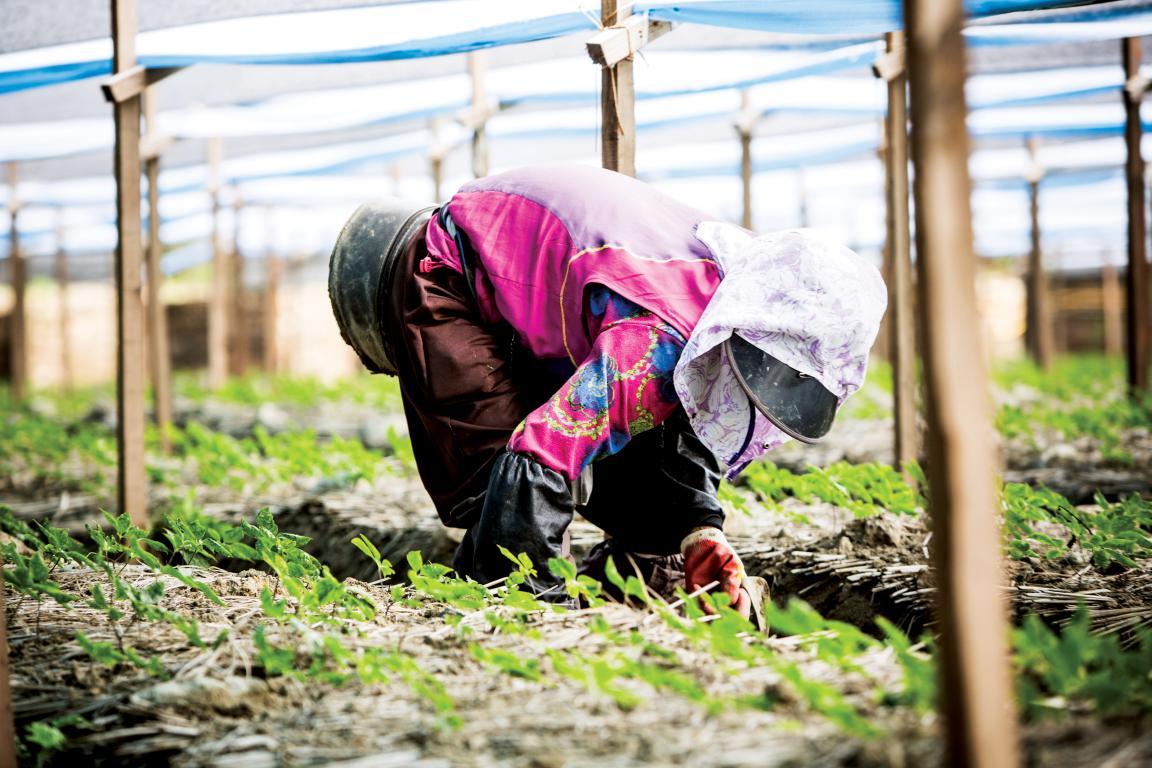 正官庄高丽参和长白山参哪个好,追根溯源寻根
