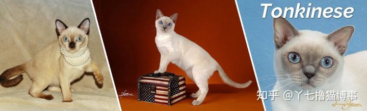 有哪些好看的家养猫,最适合家养的猫咪品种不掉毛