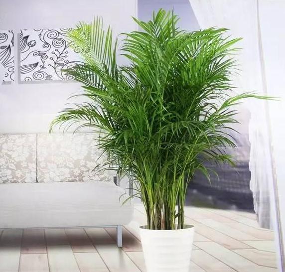 好养的水陆盆栽植物,适合茶盘养的植物