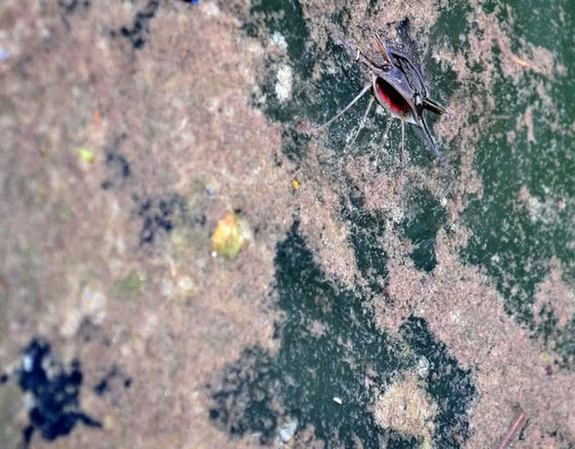 在南方地区埃及塘鲺的养殖方式令人不适,这样的鱼能吃吗?