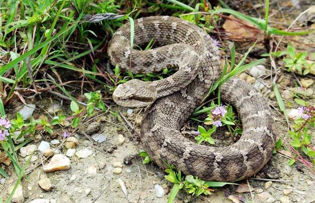 有毒蛇的地方长什么草,有毒蛇和无毒蛇咬的伤口区别