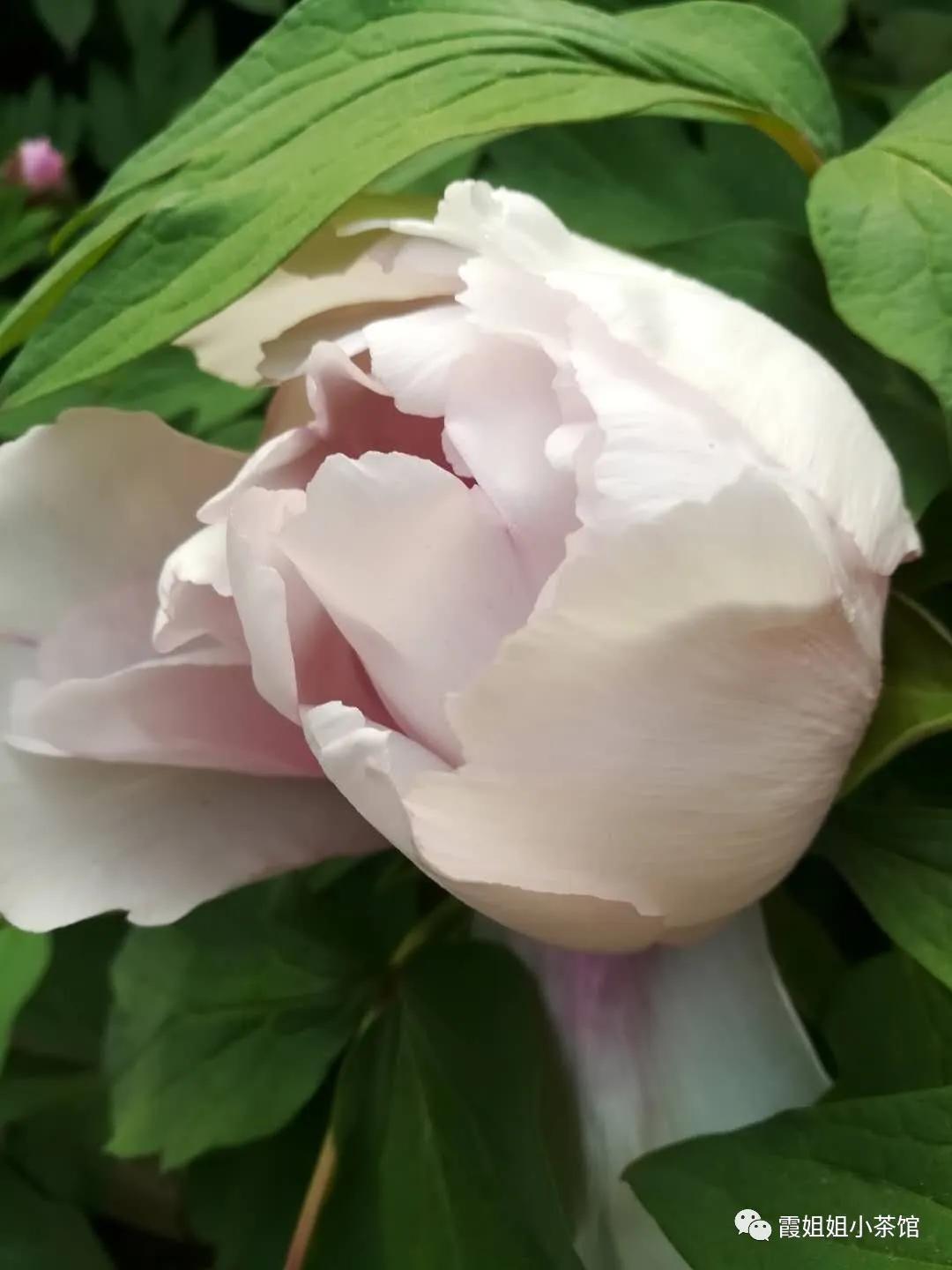 怒放的生命完整版,怒放的生命女声完整版