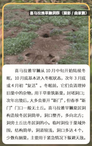 野生动物河狸建筑大师,土拨鼠草原上的建筑