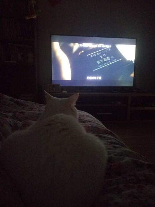 小猫咪能看懂别的猫咪照片吗,小猫咪在猫咪的眼里是什么样的