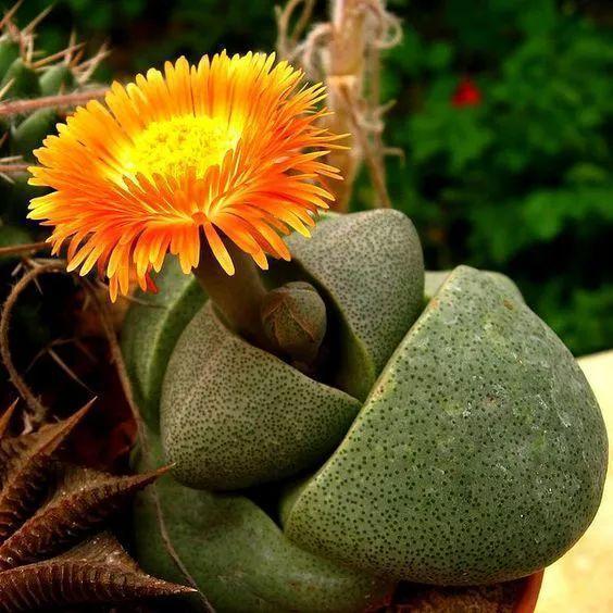 多肉生石花好看视频,多肉生石花开图