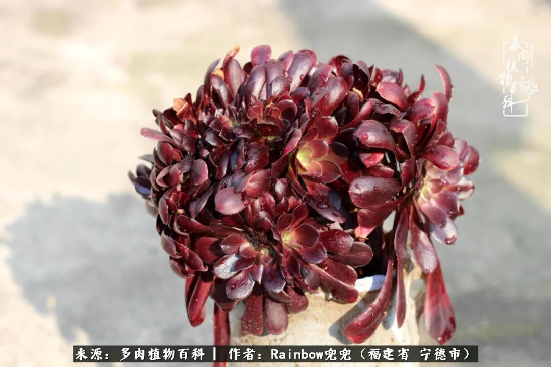 岁月无波澜余生不悲欢是啥意思,愿你岁月无波澜敬我余生无悲欢