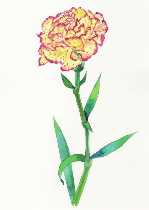 只需7步,就能画出这么美的康乃馨,艺术生快来学习临摹吧,收藏