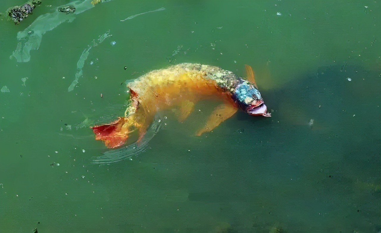 龙鱼肠炎治愈案例,龙鱼肠炎怎么治疗最有效