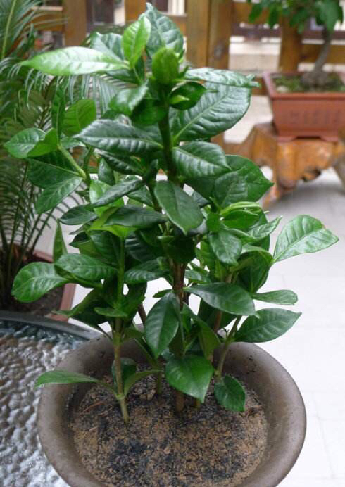 栀子花怎么养才能长得好看,栀子花怎么养好养活