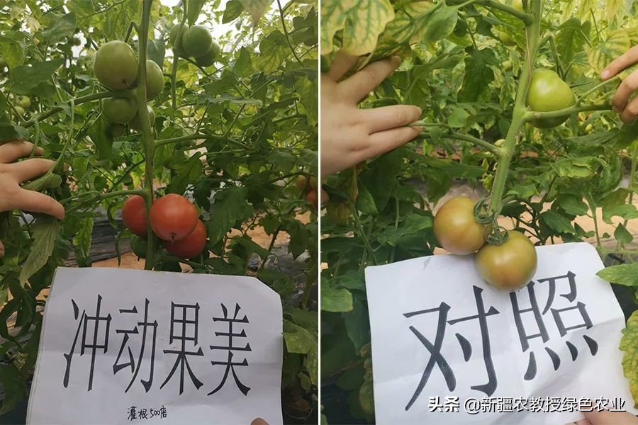 冲动®果美，具有免疫功能的增糖上色肥，专为果实着色而来！