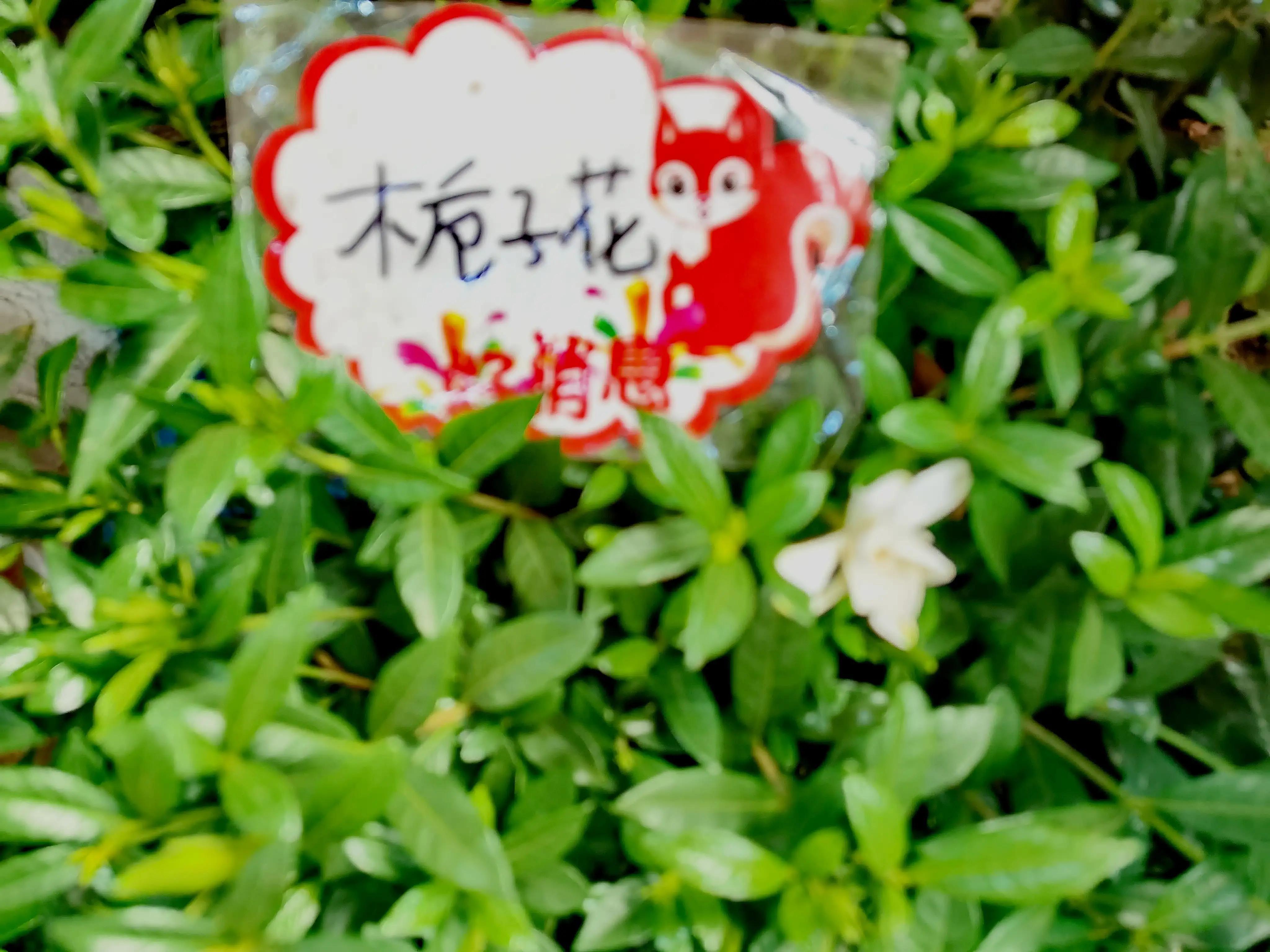 沈阳花卉市场搬哪去了,沈阳花卉市场批发各种绿植