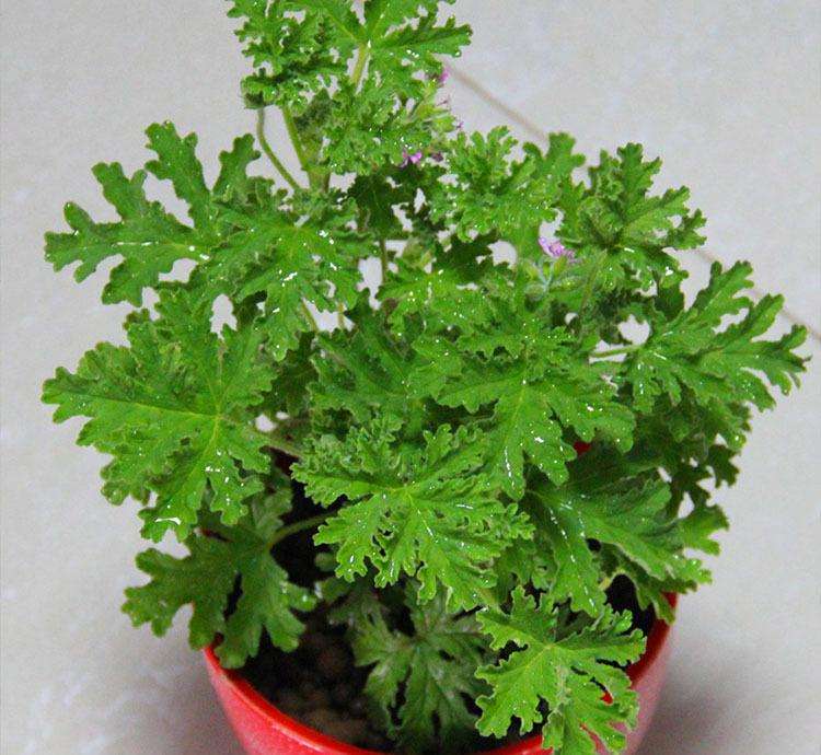 驱蚊草养花小技巧,最强驱蚊草盆栽