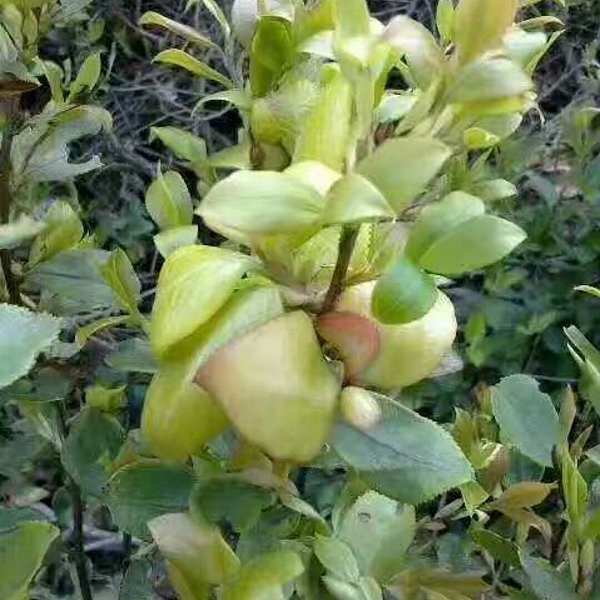 只有农村才有的野味8090后的回忆,吃过五种以上的很幸福