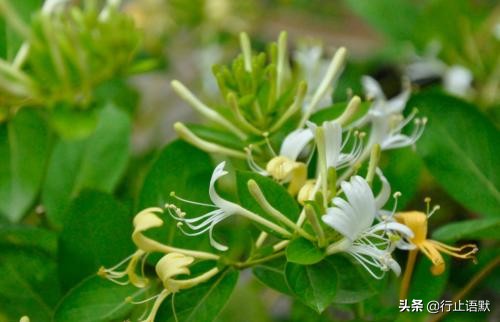 邹燕勤治肾病蛋白尿经验,岳沛芬教授谈肾病治法
