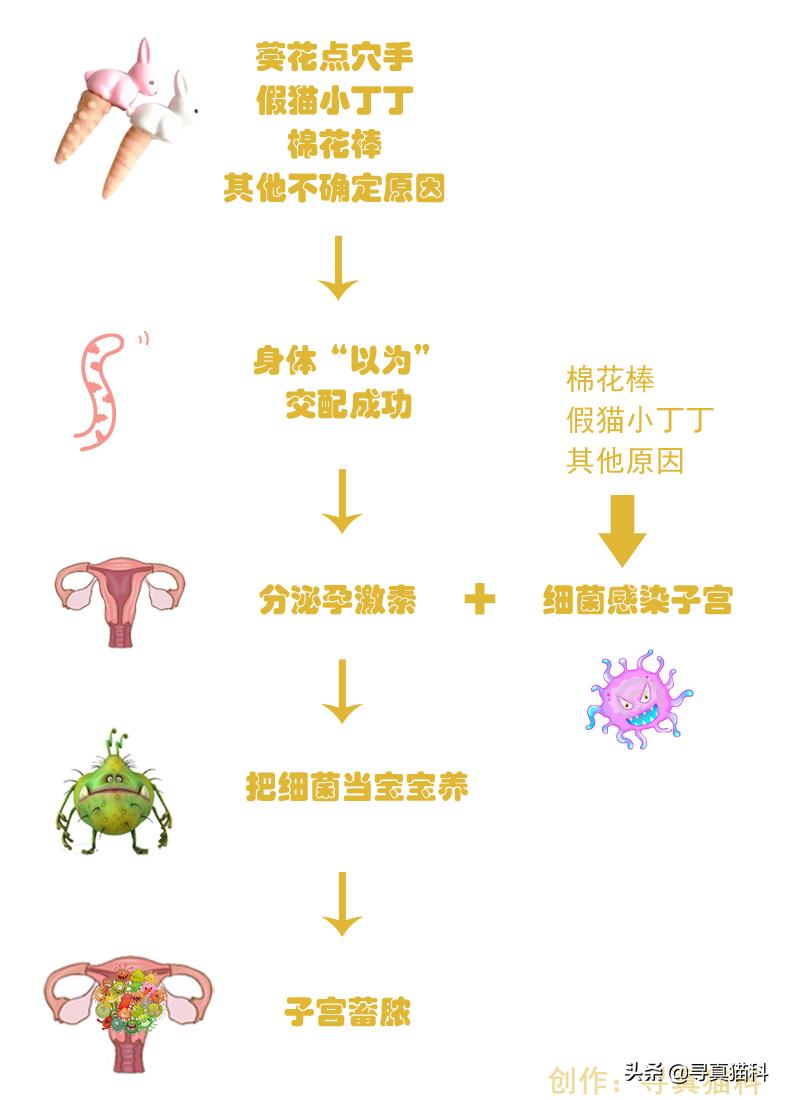 猫子宫蓄脓还能生崽,猫的子宫蓄脓