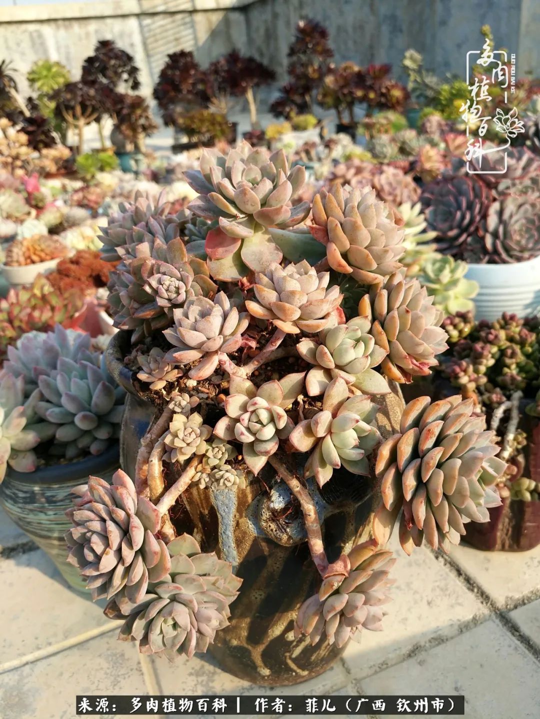 多肉相伴的感悟,与多肉为伴的时光真的很美好