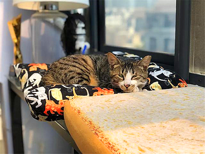 宠物猫懂事,为什么猫总是被收养