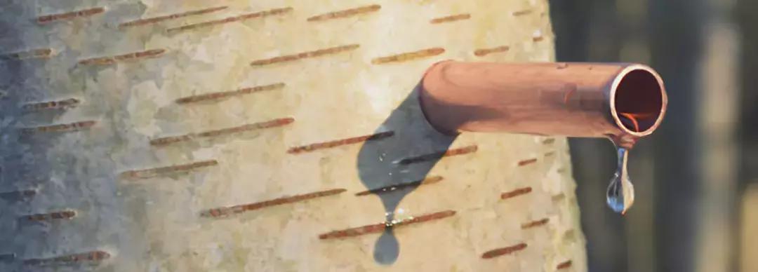 风靡欧美、冲向380亿的植物水，在中国“水土不服”？