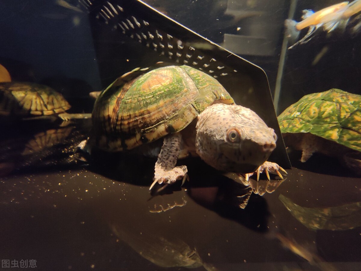 「养龟实战篇」空调房里怎么养龟，教你三招实战养龟