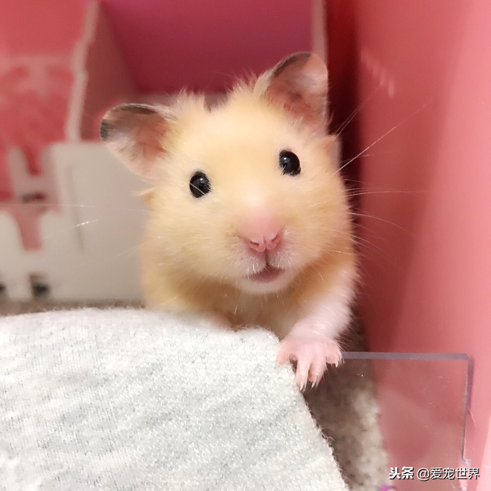 养仓鼠金丝熊会麻烦吧,金丝熊养长毛还是短毛