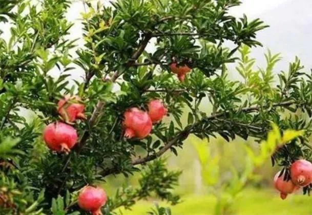 石榴栽培技术标准,石榴栽培技术