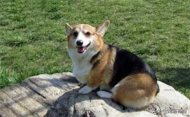 柯基掉毛高峰期,柯基掉毛厉害到什么程度