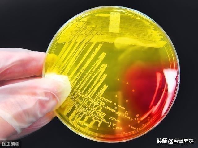 养鸡葡萄球菌病怎么治疗,鸡葡萄球菌病的综合防治技术包括