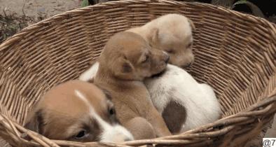 花三年建宠物乐园,花20万给狗打造乐园