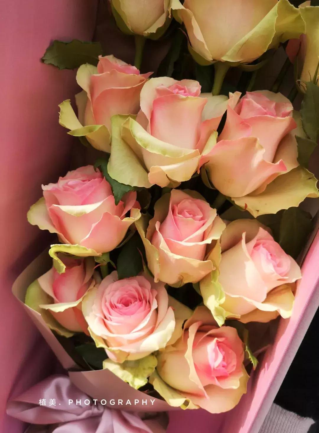 花材花语大全100种,花材清单