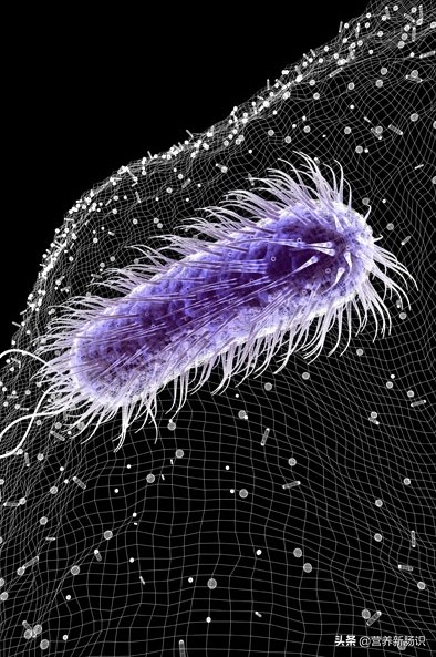 抗幽门螺杆菌能用一种抗生素吗,对付幽门螺旋杆菌的方法有哪些