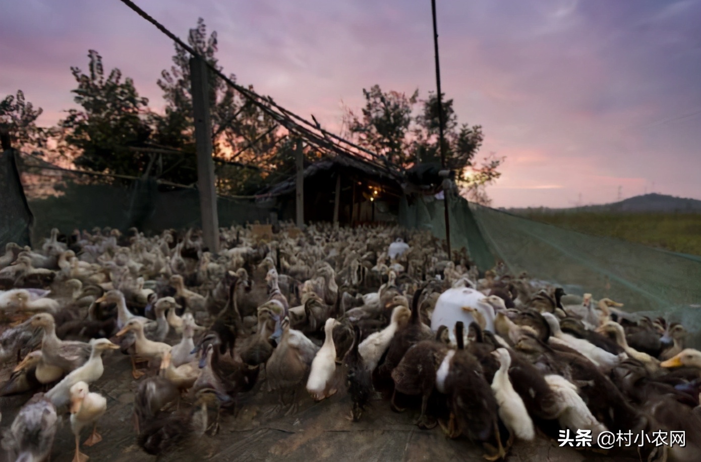 适合农村创业致富的项目有哪些,2021致富新机器