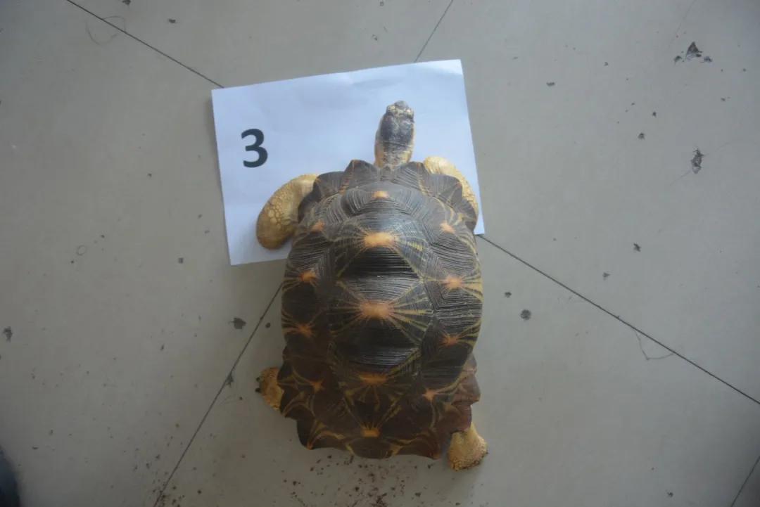 台州宠物龟被抓去哪里了,温岭宠物龟被抓