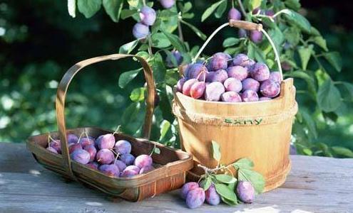 这5种水果最坑人你全都吃过吗,这5种水果一点都不甜