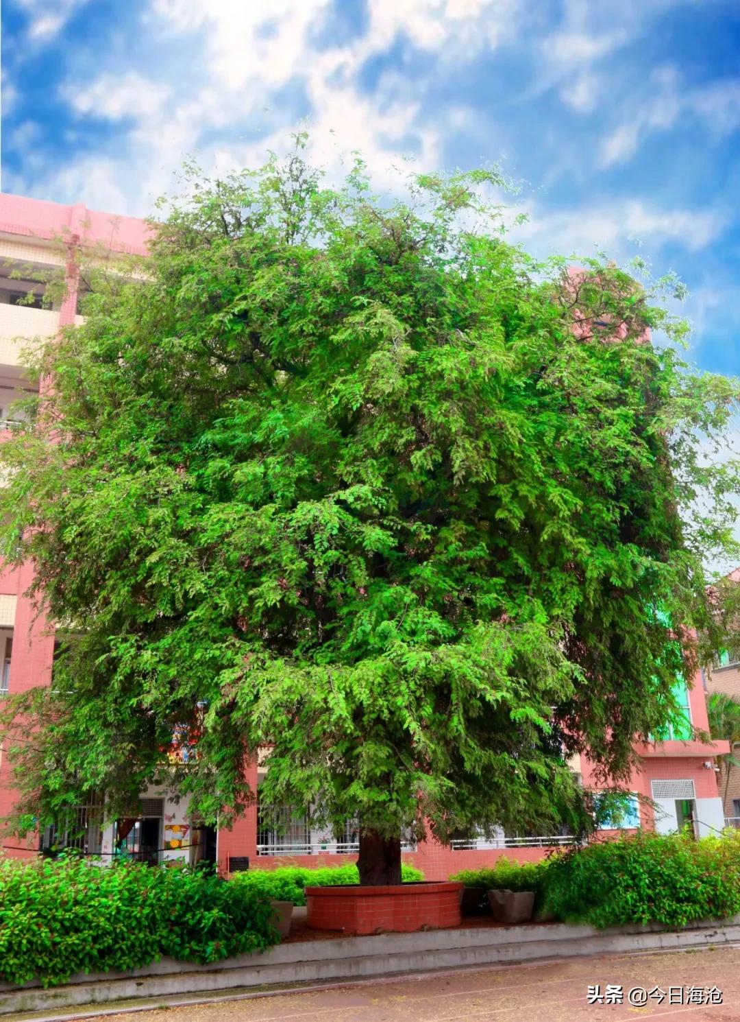 厦门鹭江新城小学,厦门市今年新建小学有哪些