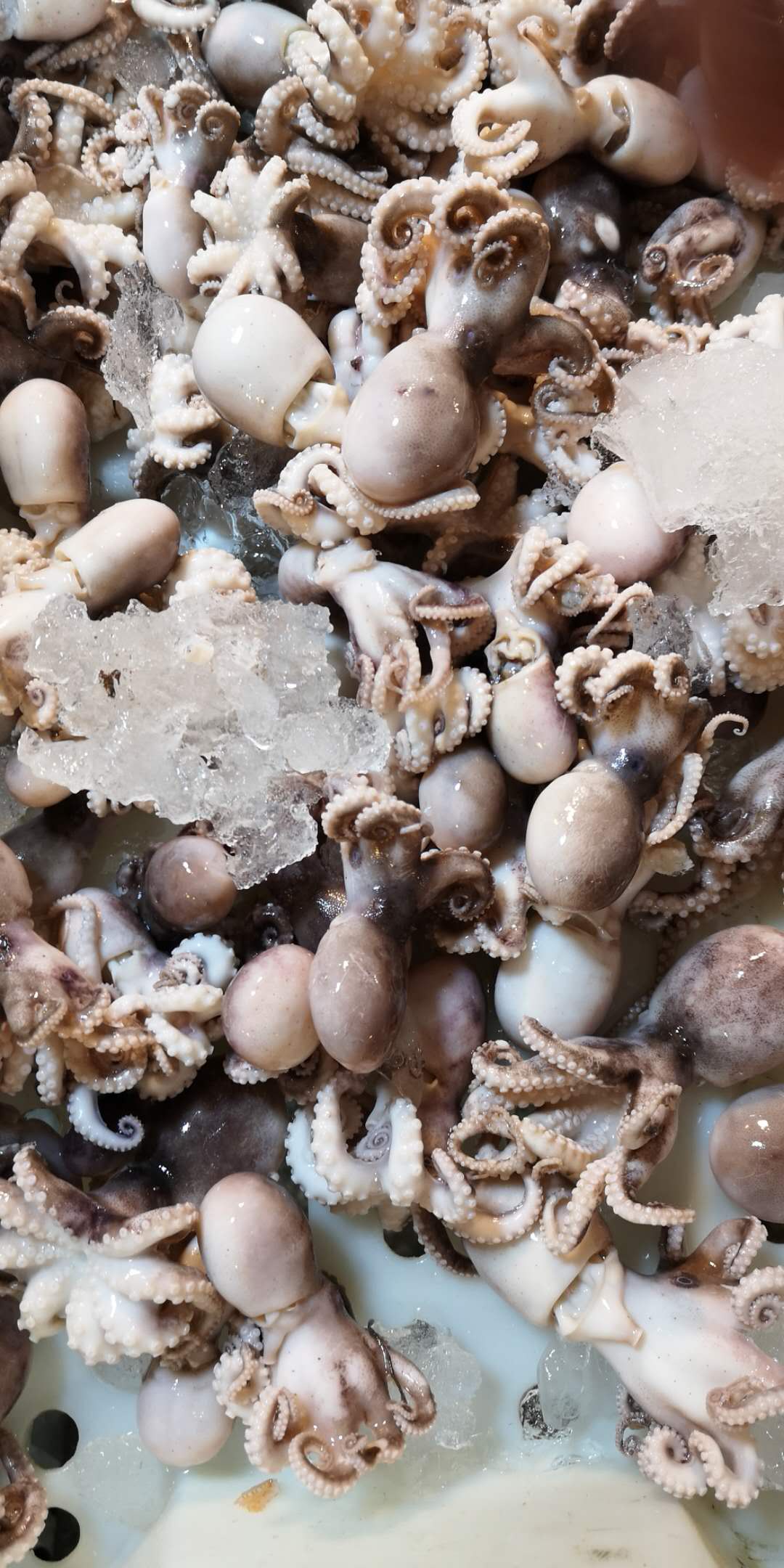 盘它！老不大俗称小八爪！