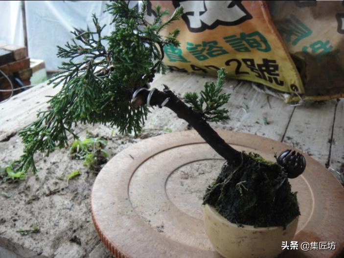 盆景干枯舍利制作,舍利干桩盆景图片