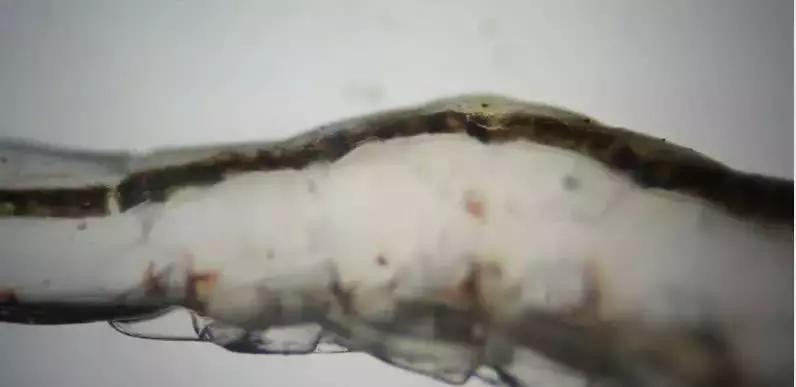 增强肠道免疫力的营养品,提高水产免疫力的产品