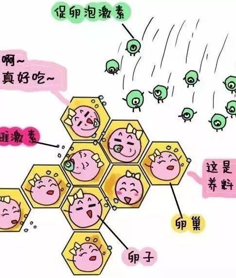 多囊卵巢综合症怀孕的几率有多少,多囊想怀孕尽快这样做