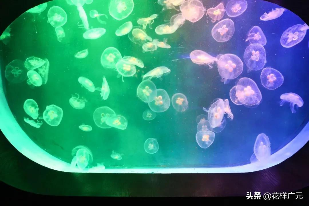 广元卡尔海洋世界,广元市卡尔海洋世界怎么去