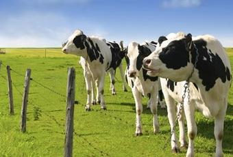 丹麦奶粉还是瑞典奶粉好,奶源重要还是配方重要