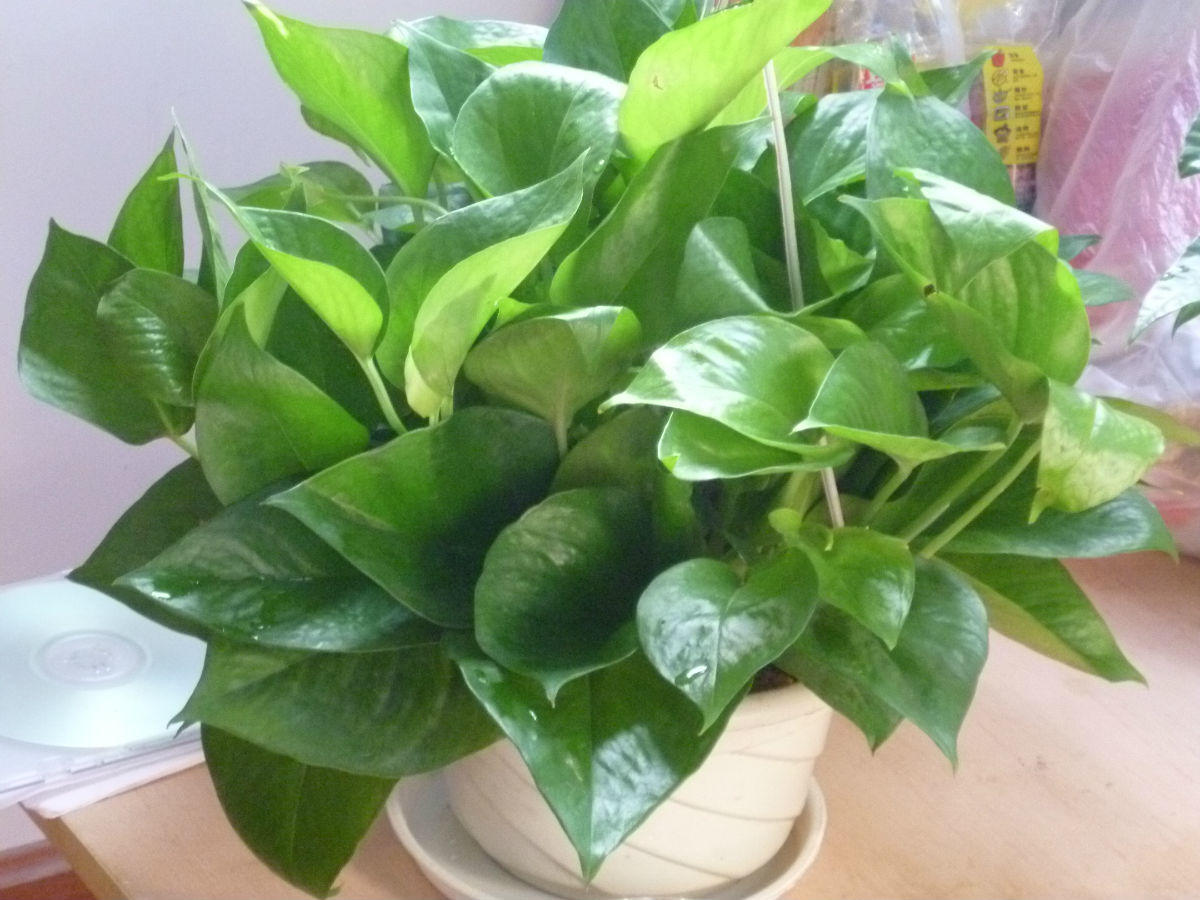 冻的绿萝怎么返青,绿萝返青喷雾