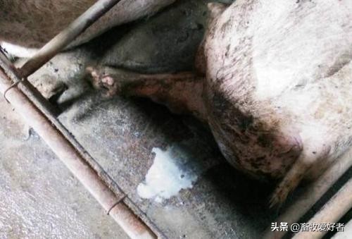 母猪子宫炎症应该如何防治？