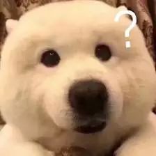 彻底根除耳螨的方法,除螨经验分享